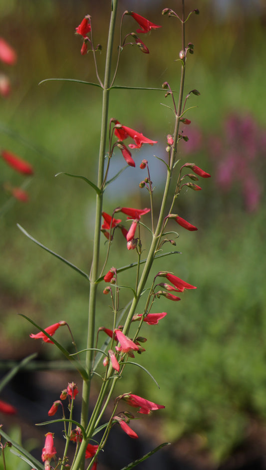 Penstemon barbatus var. coccineus - Roter Bartfaden