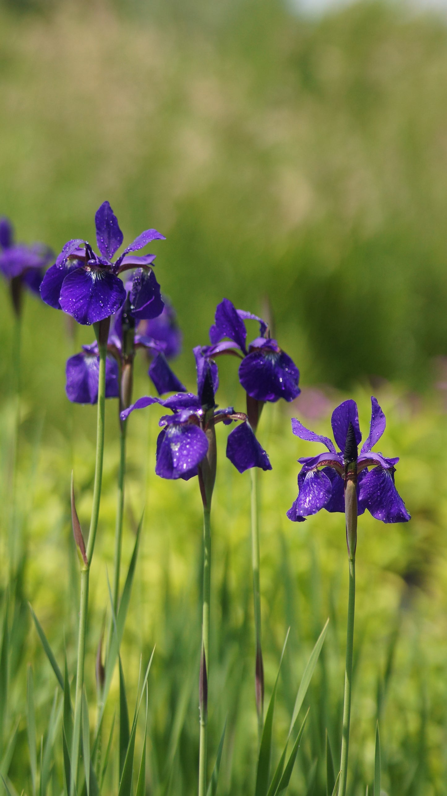 Iris sibirica 'Caesar's Brother' - Wiesen-Schwertlilie