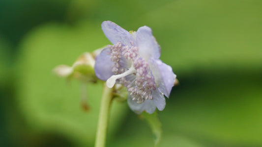 Deinanthe caerulea x bifida 'Blue Wonder' - Blaue Scheinhortensie