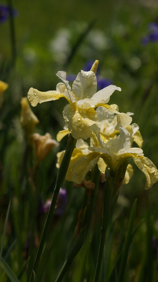 Iris sibirica 'Butter and Sugar' - Wiesen-Schwertlilie