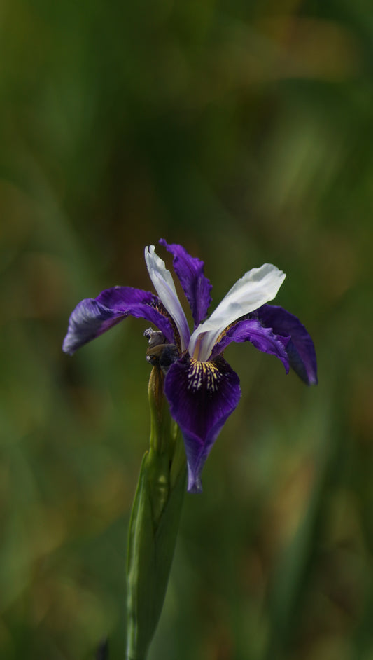 Iris clarkei x delavayi 'Blue Meadow Fly' - Sino-sibirische Schwertlilie