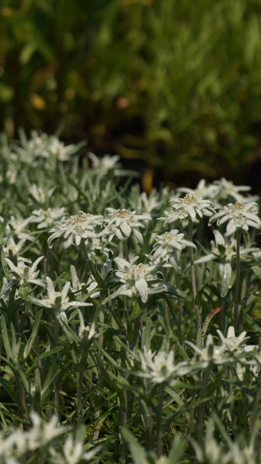 Leontopodium alpinum 'Watzmann' - Edelweiss