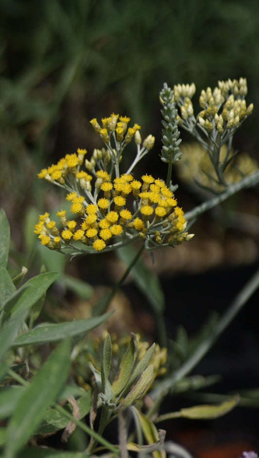 Helichrysum italicum - Currykraut
