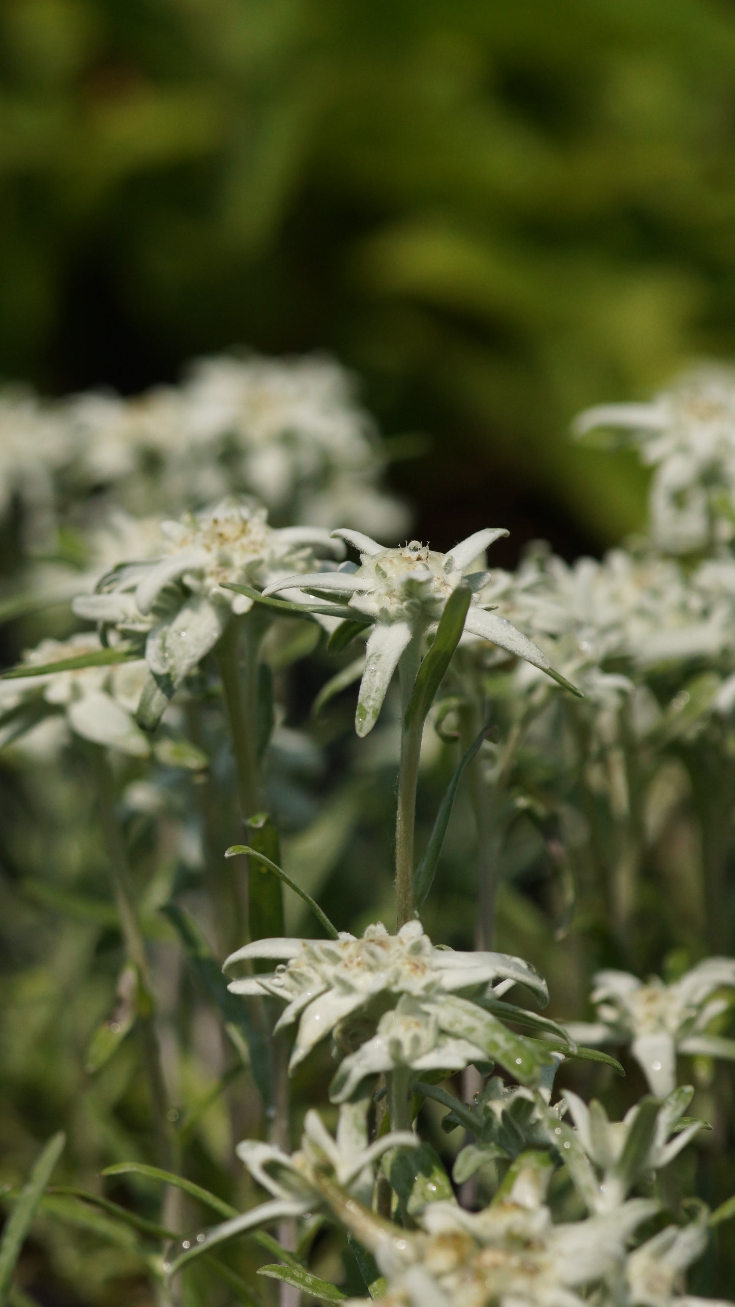 Leontopodium alpinum 'Watzmann' - Edelweiss