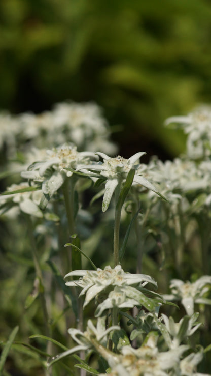 Leontopodium alpinum 'Watzmann' - Edelweiss
