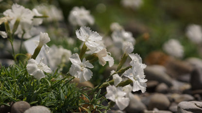 Dianthus gratianopolitanus 'La Bourboule Blanche' - Pfingst-Nelke