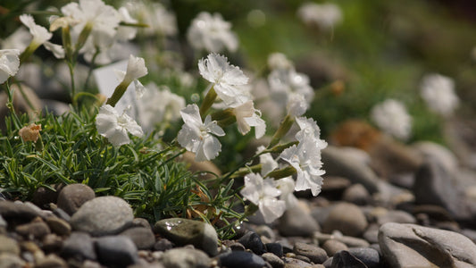 Dianthus gratianopolitanus 'La Bourboule Blanche' - Pfingst-Nelke