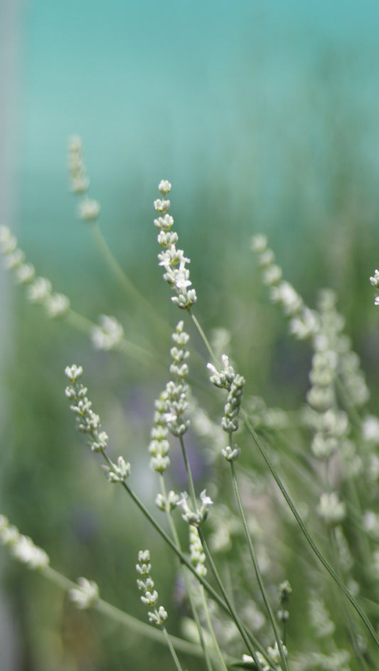 Lavandula angustifolia 'Alba' - Lavendel