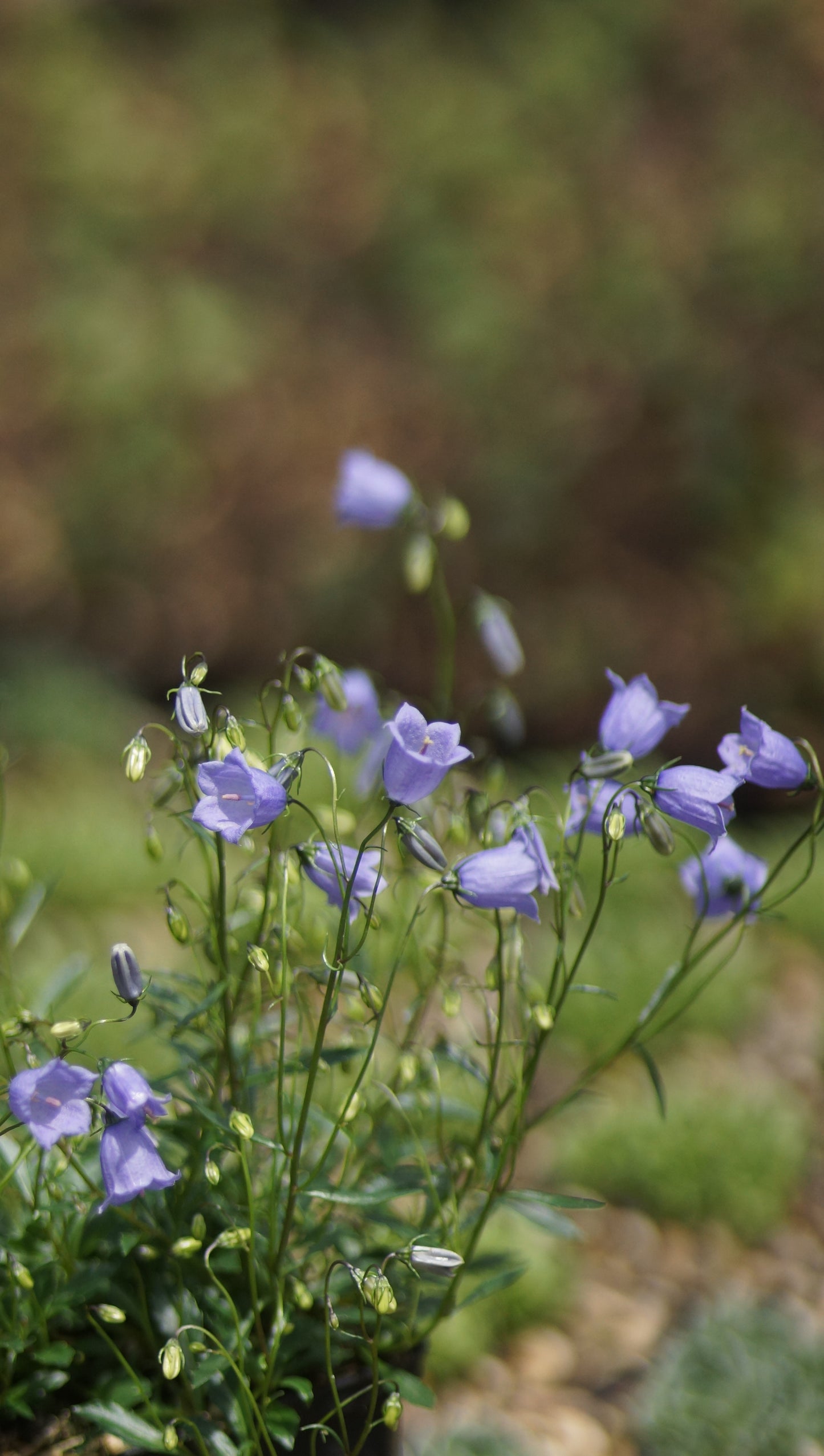 Campanula cochleariifolia - Zwerg-Glockenblume