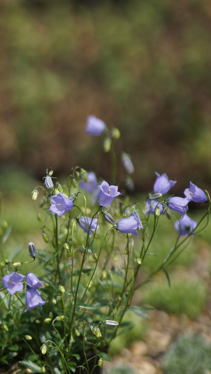 Campanula cochleariifolia - Zwerg-Glockenblume