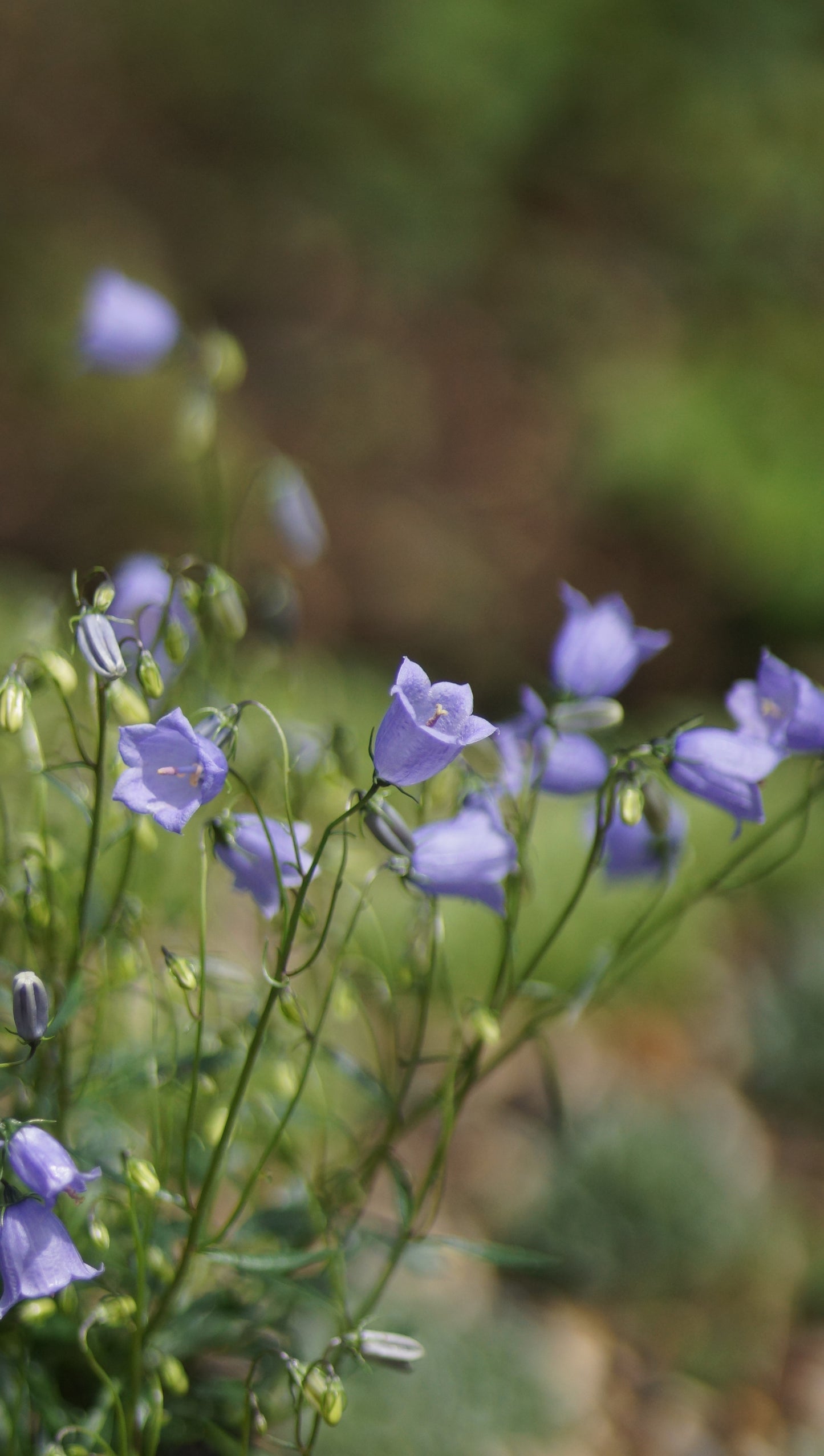 Campanula cochleariifolia - Zwerg-Glockenblume