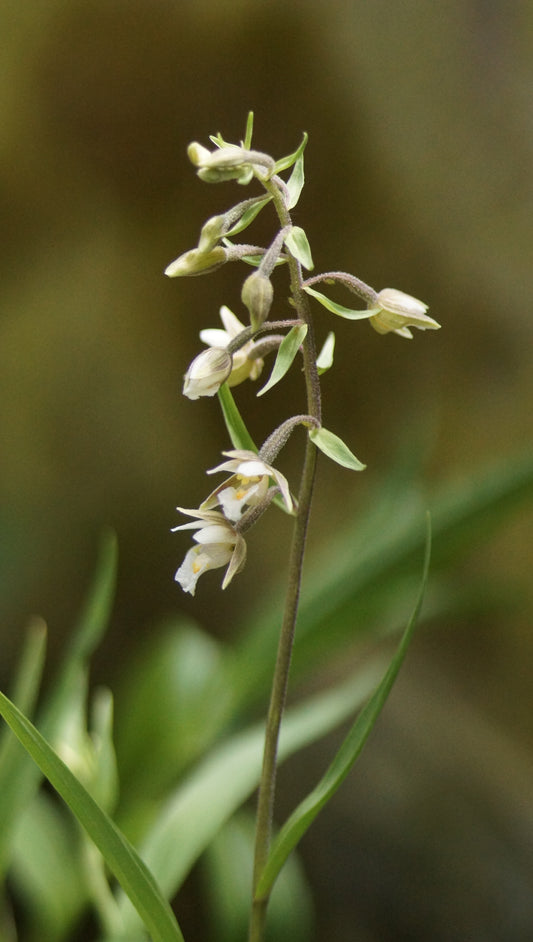 Epipactis palustris - Sumpf-Stendelwurz