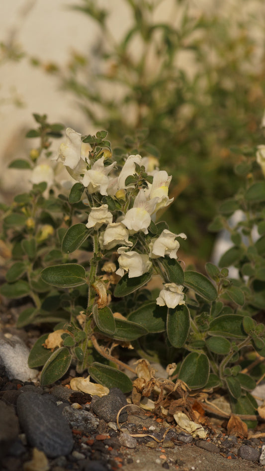 Antirrhinum hispanicum - Spanisches Löwenmäulchen