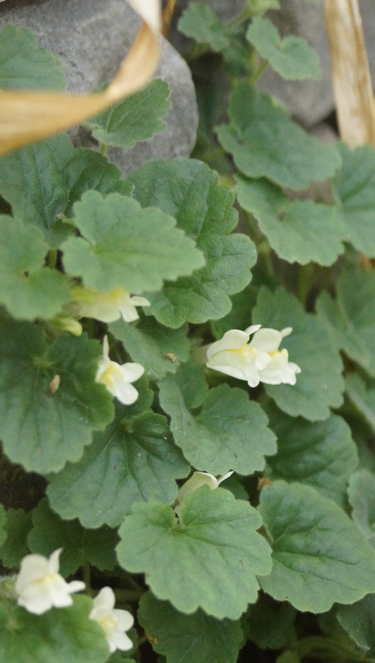 Asarina procumbens - Gloxinienwinde