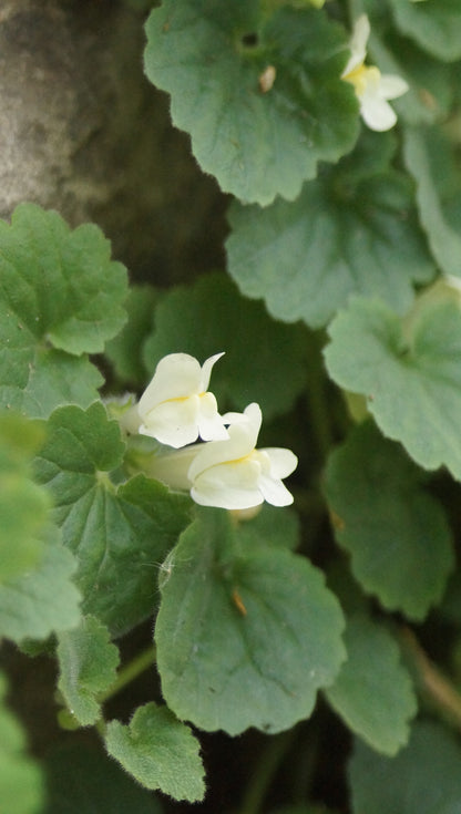 Asarina procumbens - Gloxinienwinde
