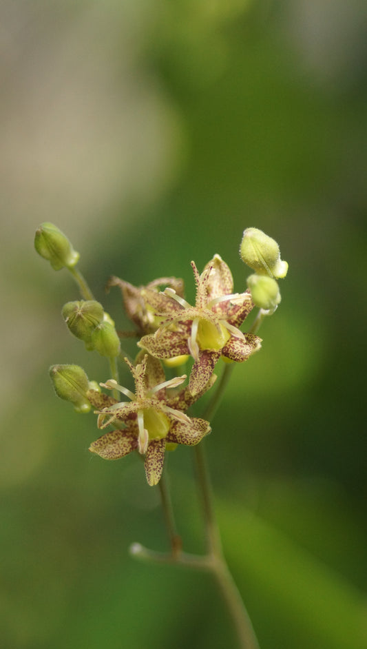 Tricyrtis Hybride 'Golden Festival' - Krötenlilie