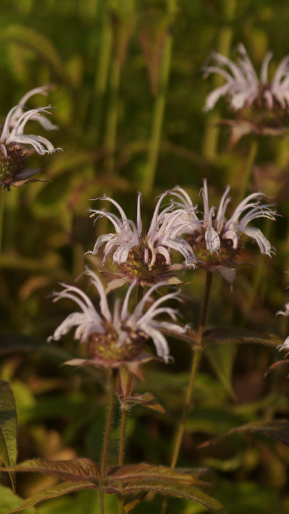 Monarda bradburiana 'Ozark' - Frühe Indianernessel