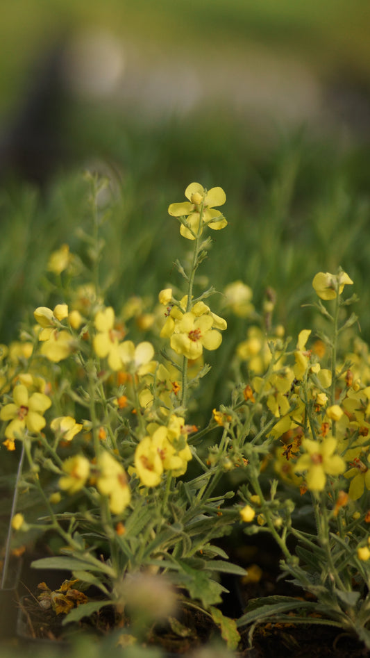 Verbascum dumulosum x pestalozzae 'Letitia' - Strauchige Königskerze