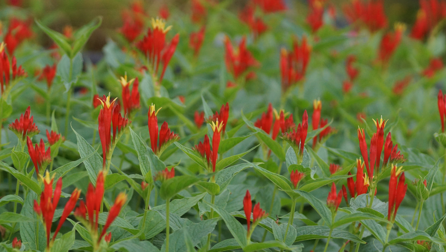 Spigelia marilandica 'Ragin Cajun' - Feuerenzian