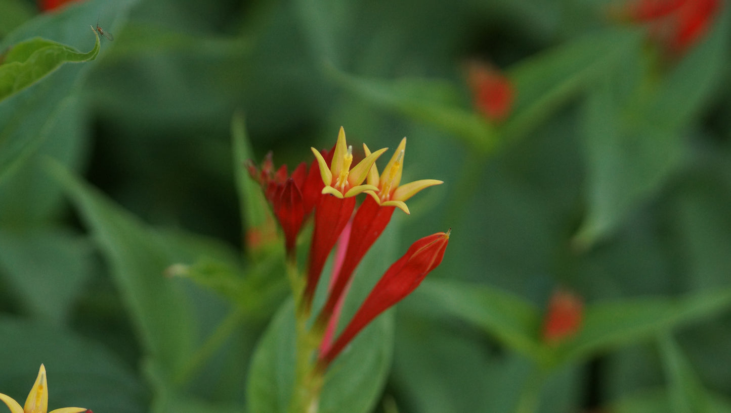 Spigelia marilandica 'Ragin Cajun' - Feuerenzian