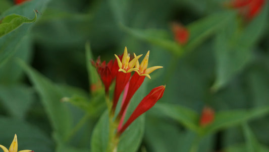 Spigelia marilandica 'Ragin Cajun' - Feuerenzian