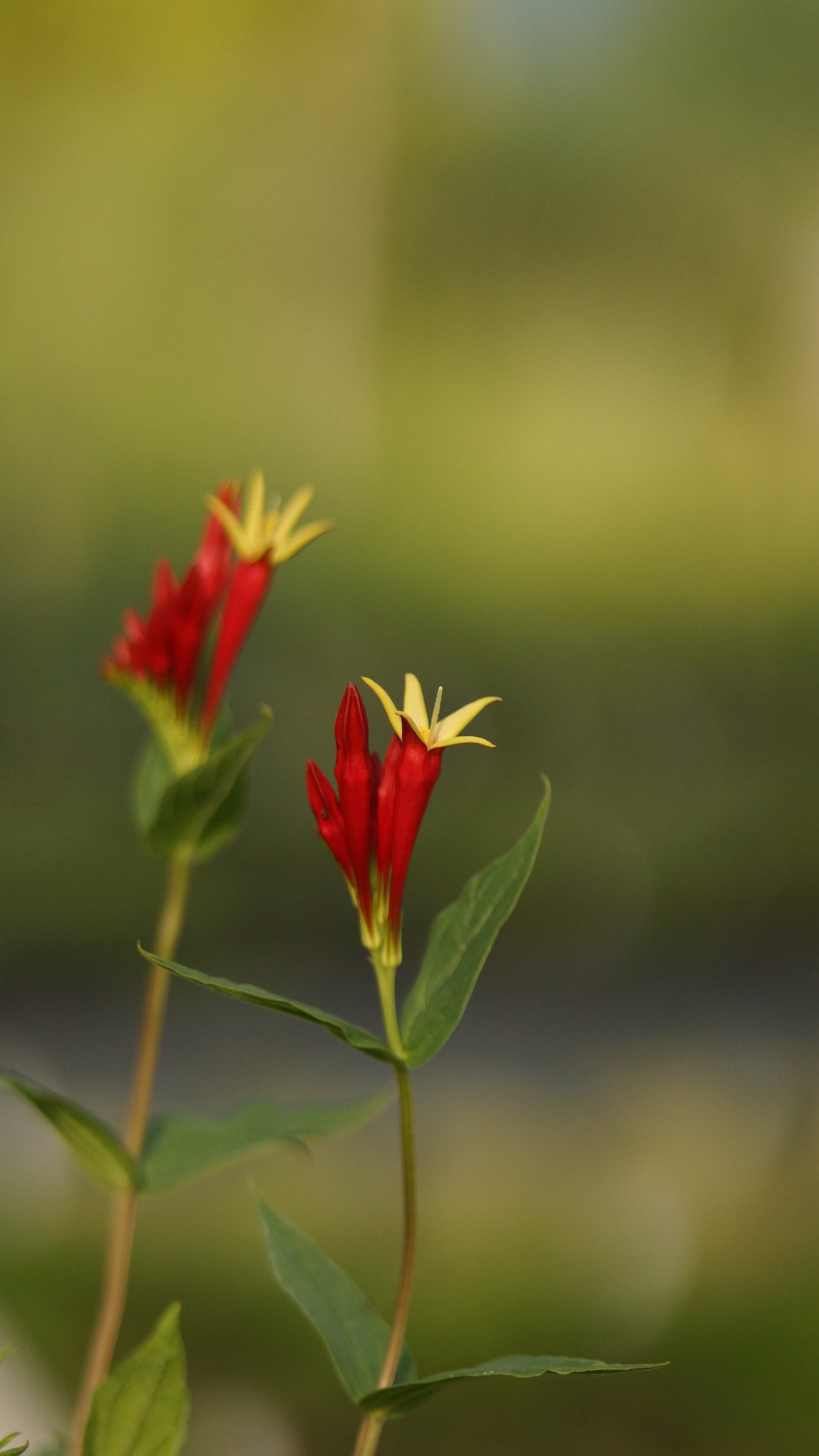 Spigelia marilandica 'Ragin Cajun' - Feuerenzian