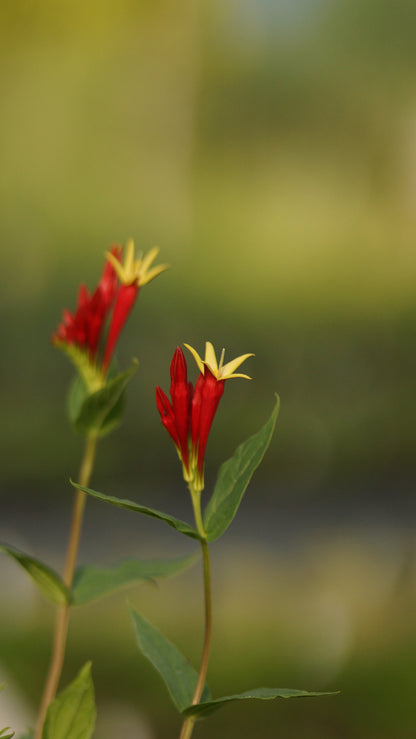 Spigelia marilandica 'Ragin Cajun' - Feuerenzian