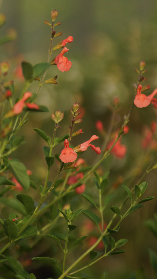 Salvia greggii 'Typ Allemann' - Pfirisch-Salbei