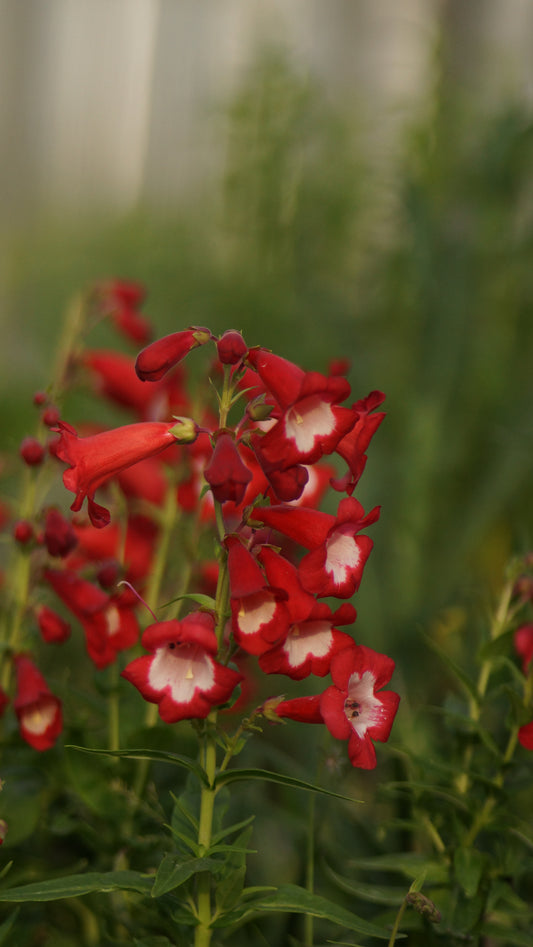 Penstemon Hybride 'Rubicundus' - Garten-Bartfaden