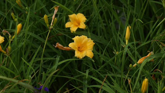 Hemerocallis Hybride 'Stella D'Oro' - Taglilie