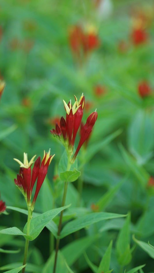 Spigelia marilandica 'Little Redhead' - Feuerenzian