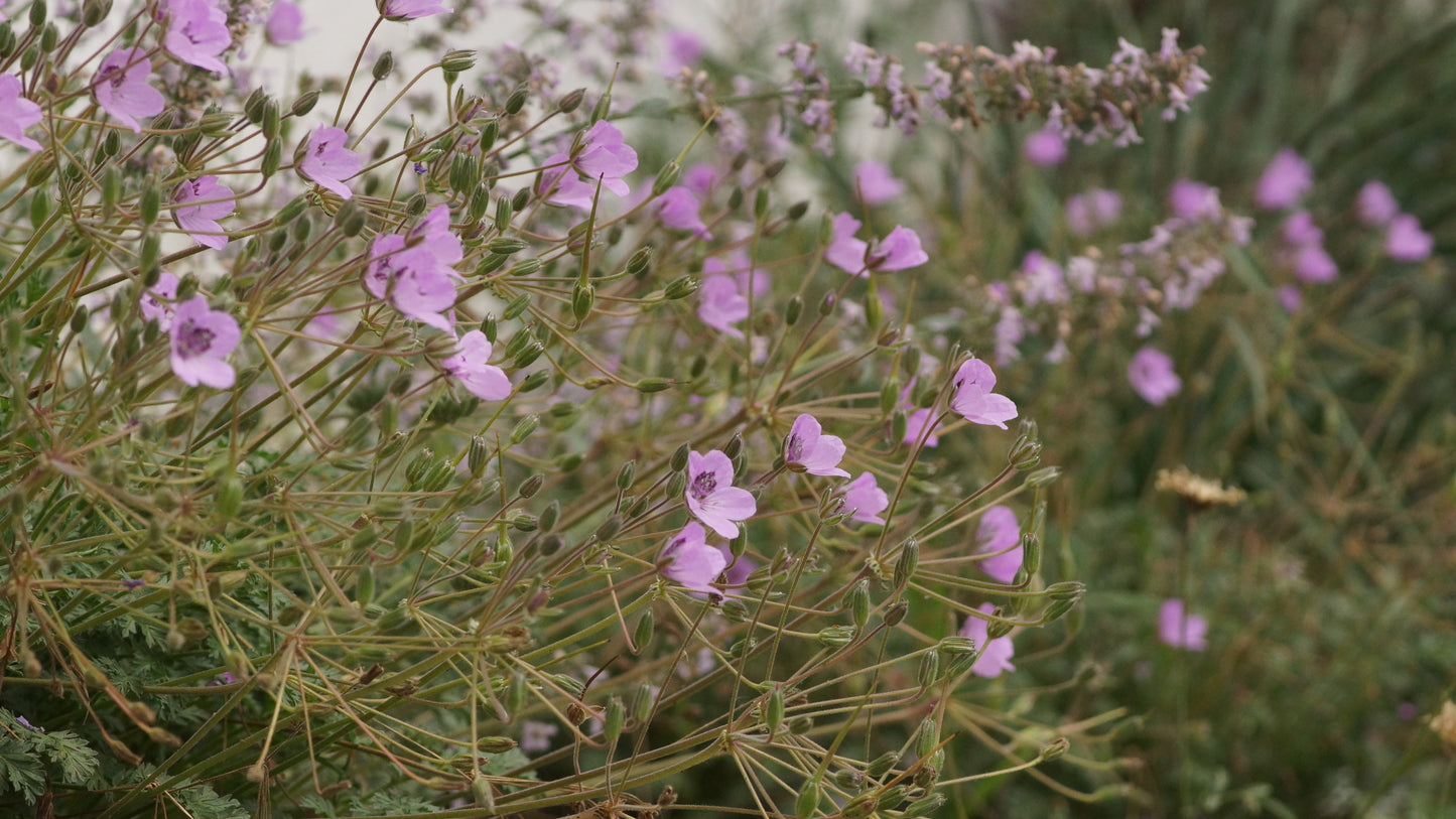 Erodium Hybride 'Almodovar' - Reiherschnabel