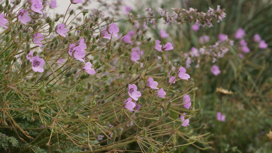 Erodium Hybride 'Almodovar' - Reiherschnabel