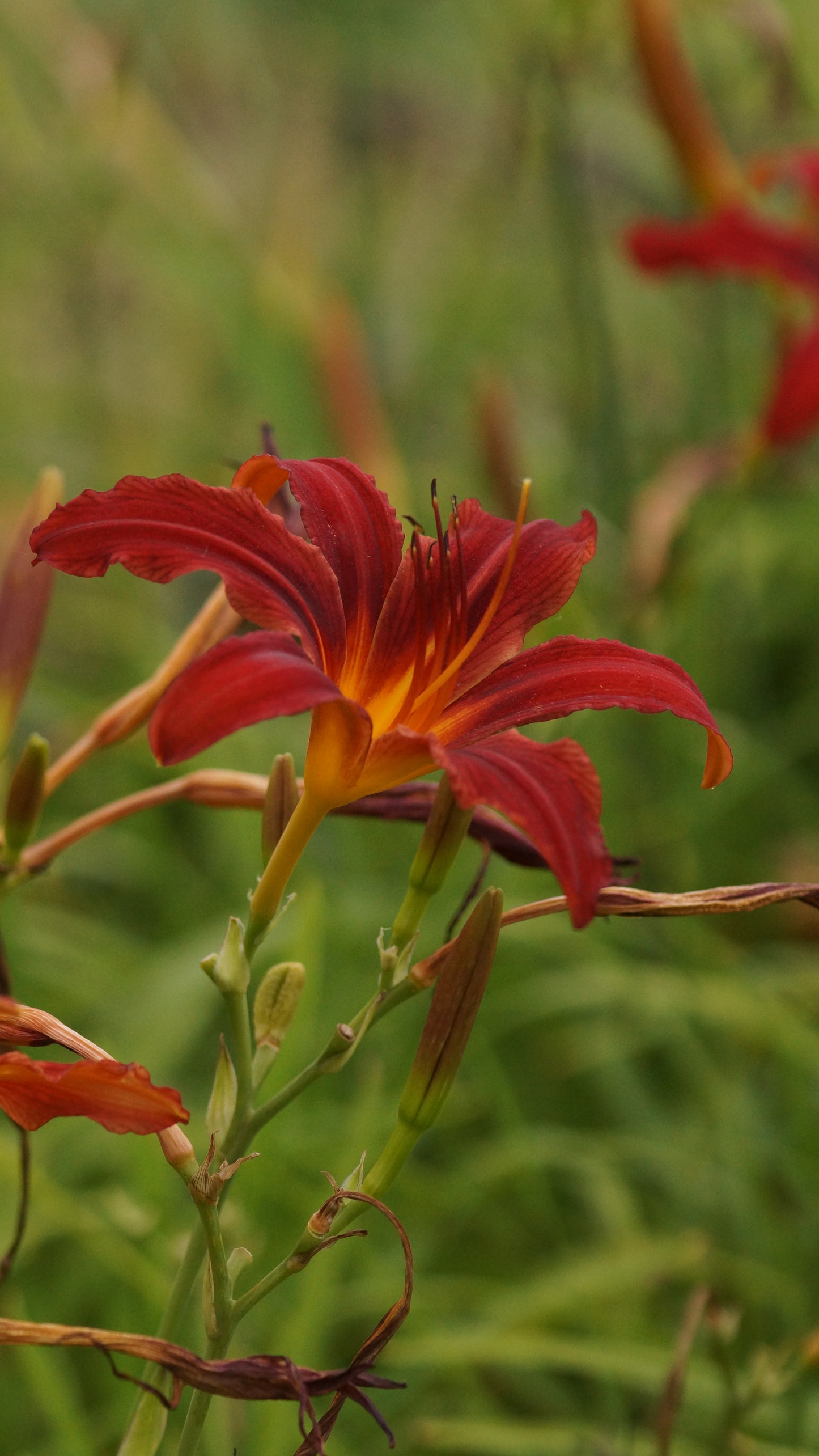 Hemerocallis Hybride 'Crimson Pirate' - Taglilie