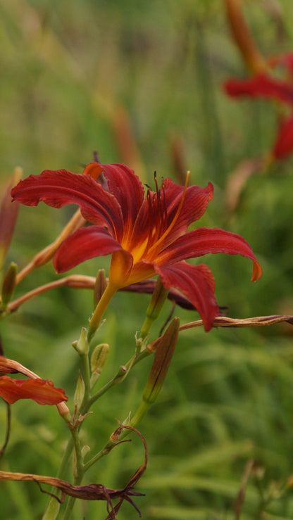 Hemerocallis Hybride 'Crimson Pirate' - Taglilie