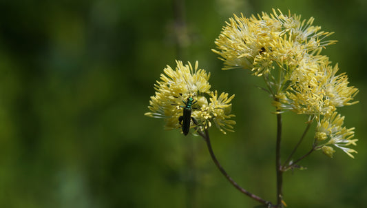 Thalictrum flavum 'Illuminator' - Gelbe Wiesenraute