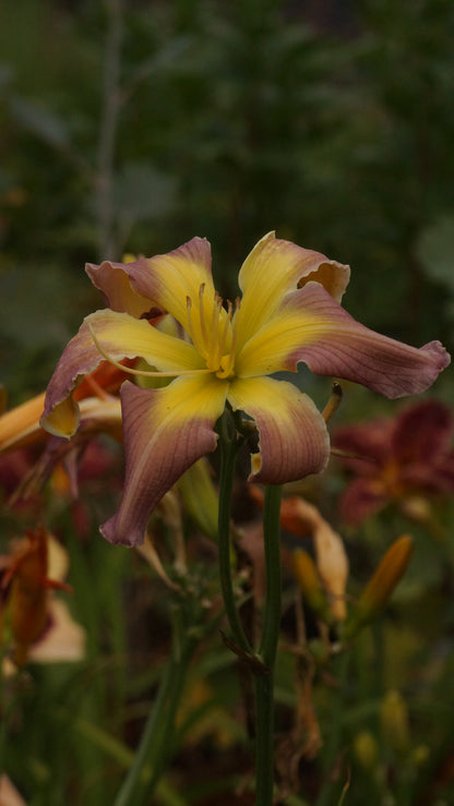 Hemerocallis Hybride 'Dancing Summerbird' - Taglilie