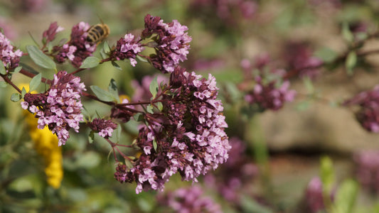 Origanum laevigatum 'Herrenhausen' - Blumen-Dost