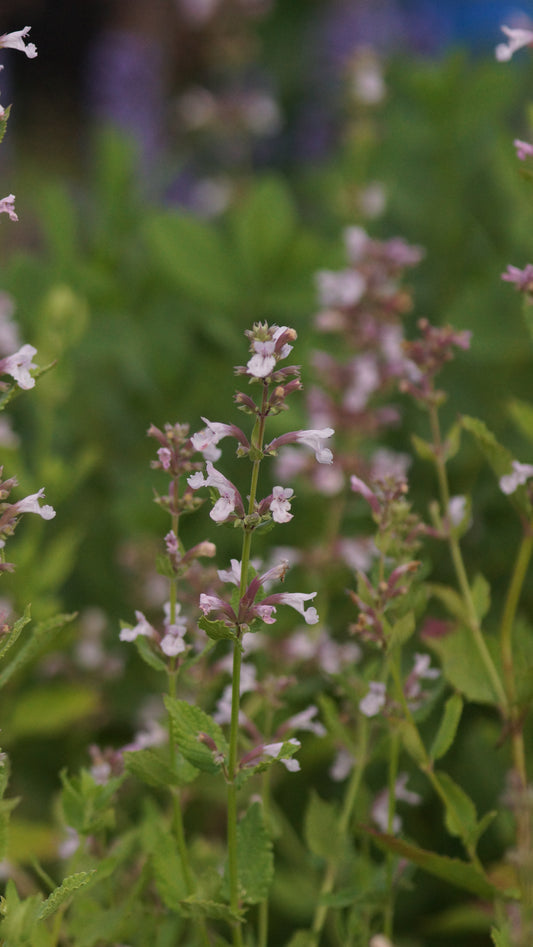 Nepeta grandiflora 'Dawn to Dusk' - Grossblütige Katzenminze