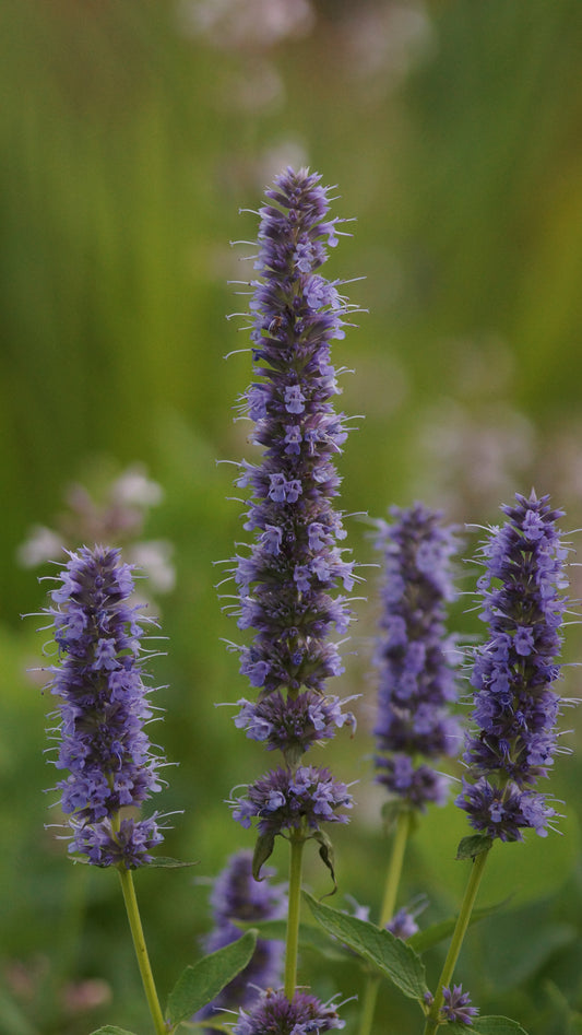 Agastache foeniculum 'Blue Fortune' - Duftnessel