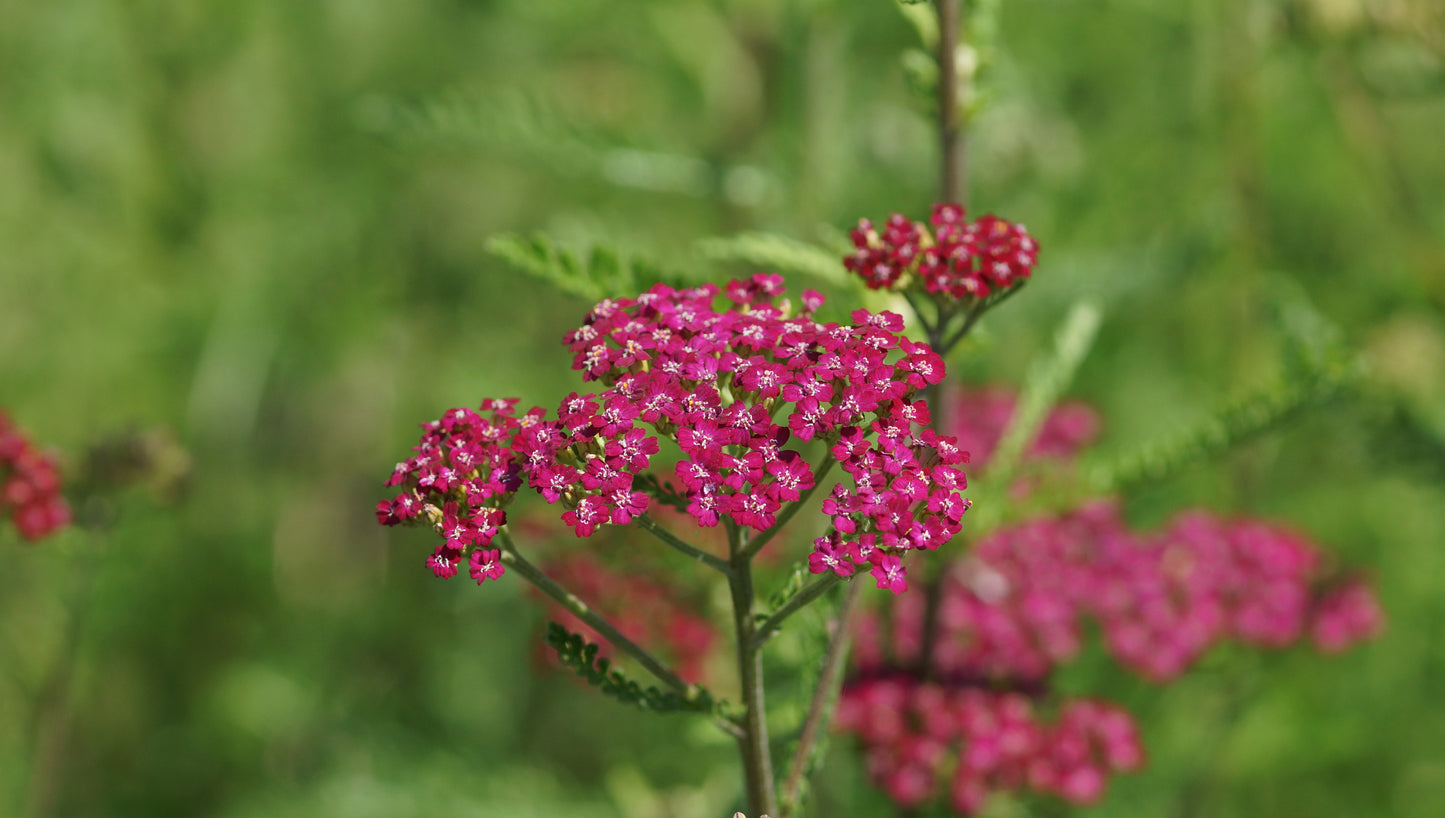Achillea millefolium 'Cassis' - Schafgarbe