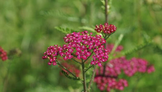 Achillea millefolium 'Cassis' - Schafgarbe