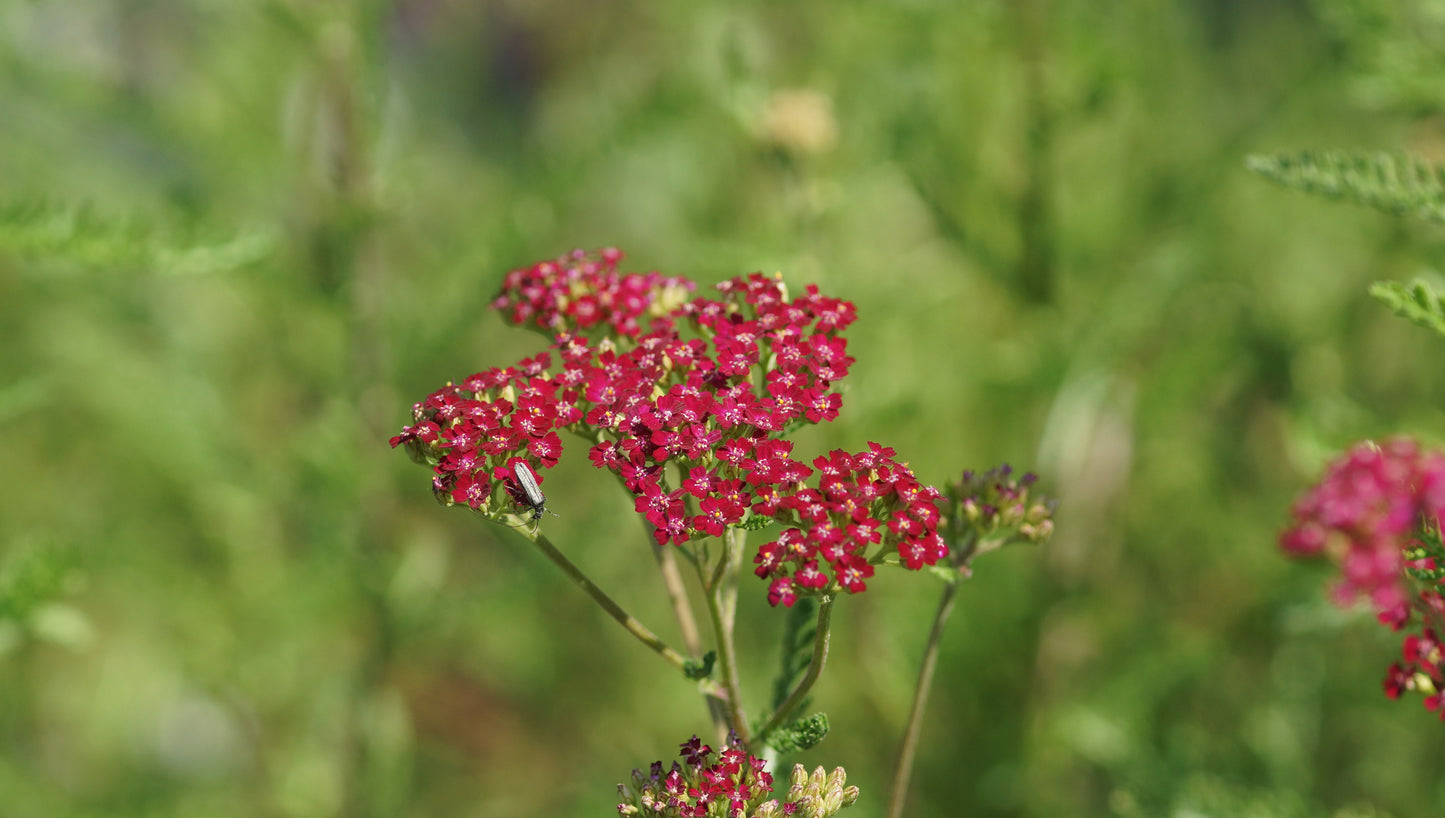 Achillea millefolium 'Cassis' - Schafgarbe