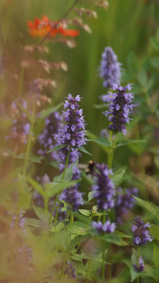 Agastache foeniculum 'Black Adder' - Duftnessel