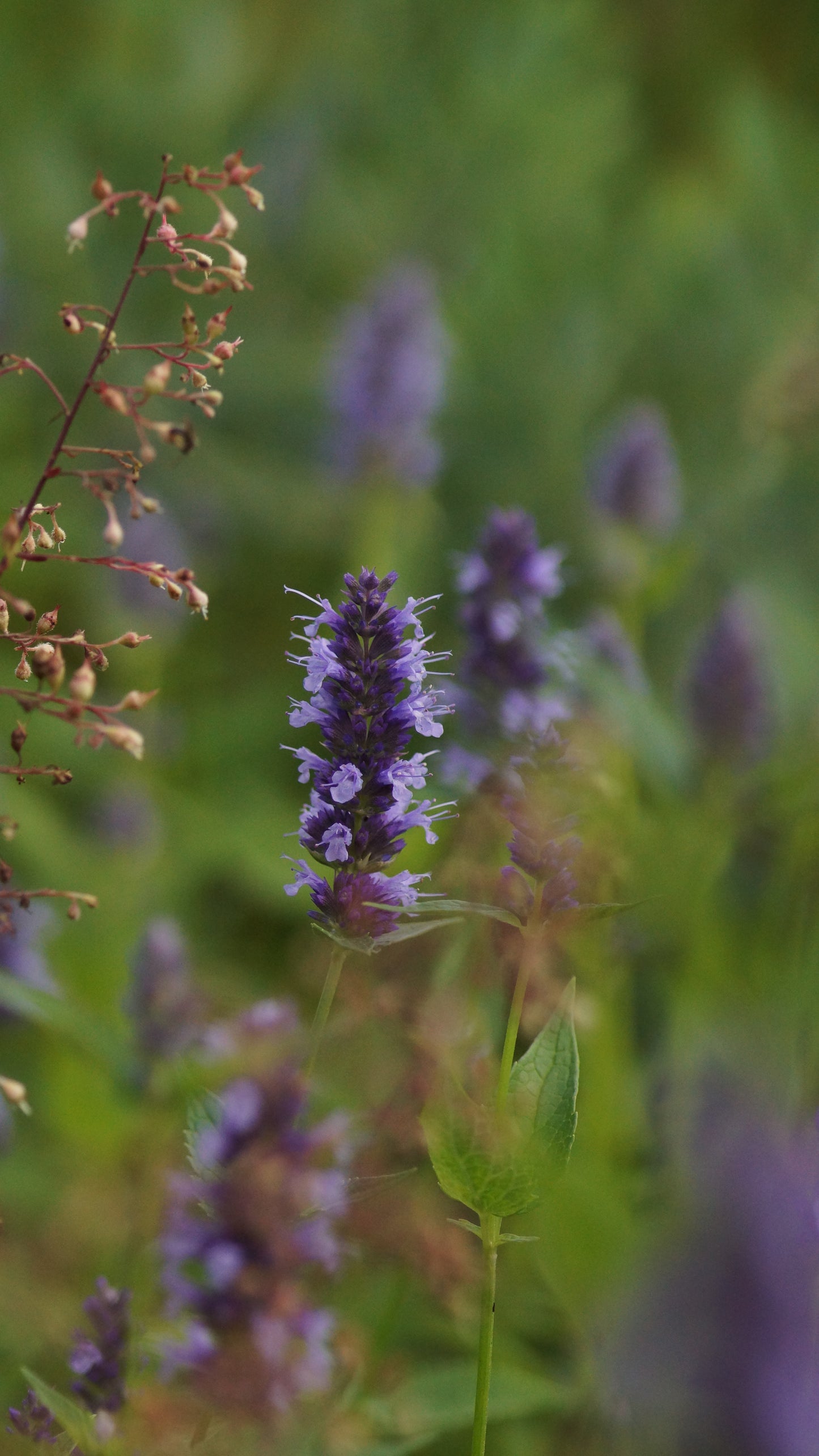 Agastache foeniculum 'Black Adder' - Duftnessel