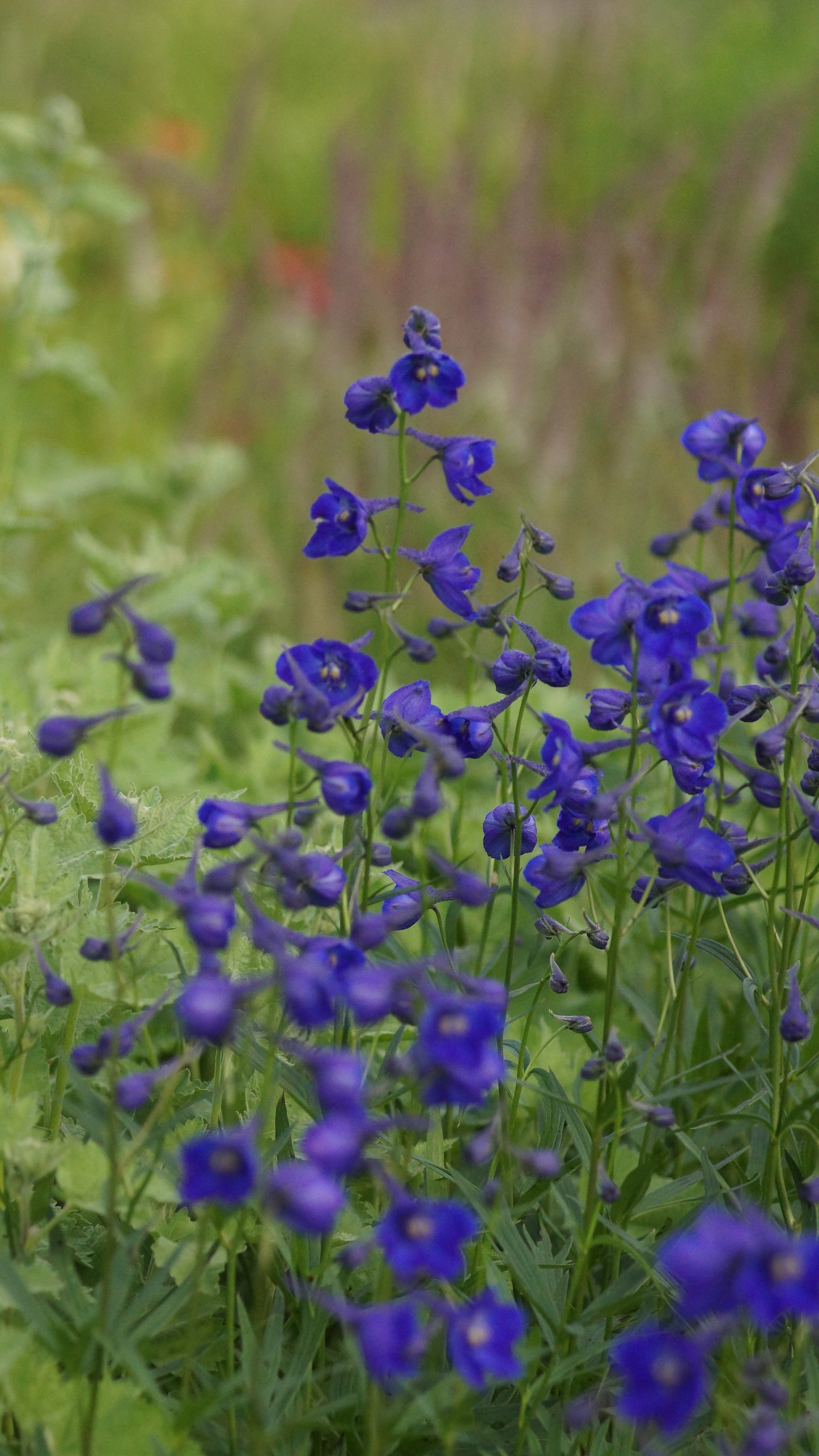 Delphinium belladonna 'Atlantis' - Rittersporn