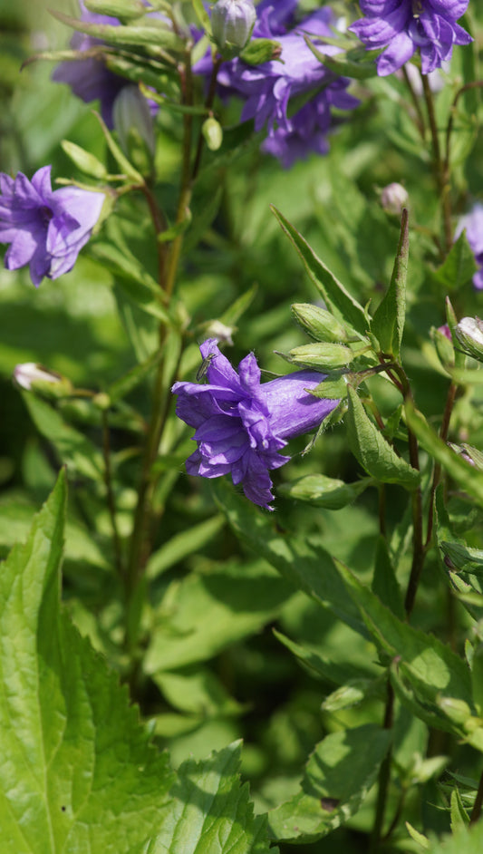 Campanula trachelium 'Bernice' - Nesselblättrige Glockenblume