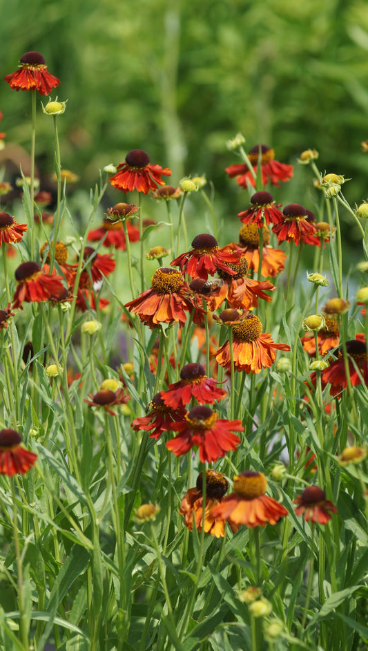 Helenium Hybride 'Moerheim Beauty' - Sonnenbraut