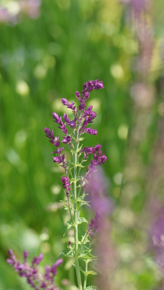 Salvia nemorosa 'Schwellenburg' - Steppen-Salbei