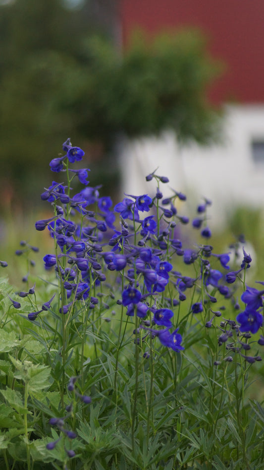 Delphinium belladonna 'Atlantis' - Rittersporn